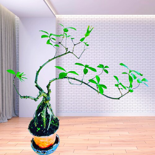 大叶栀子花盆栽树苗浓香型