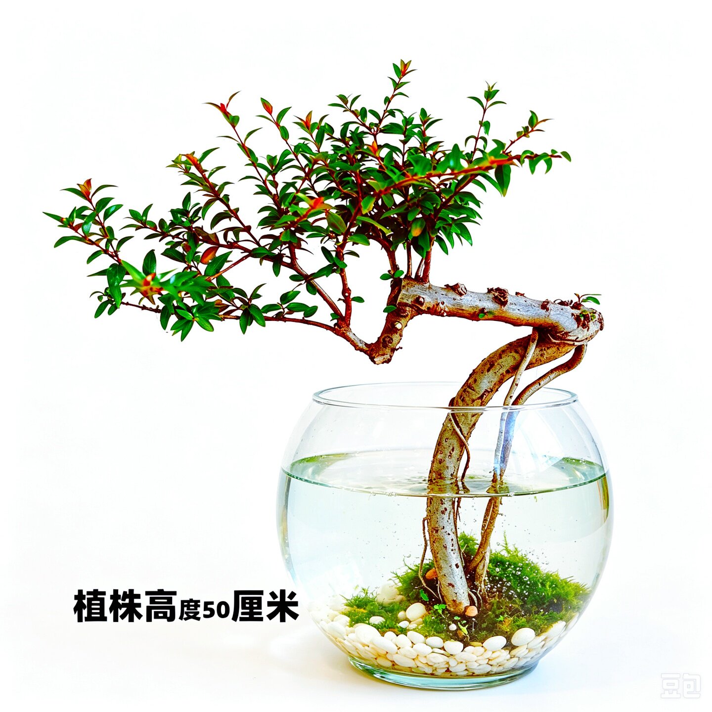 盆栽培水杨梅鱼缸造景一物一拍老桩提根小绿植精品树熟苗花卉大全