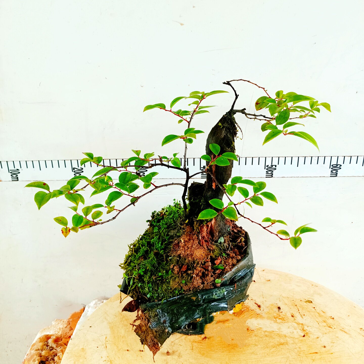 南烛乌饭树苗老桩砧木大叶可嫁接野蓝莓食用带土球盆栽生