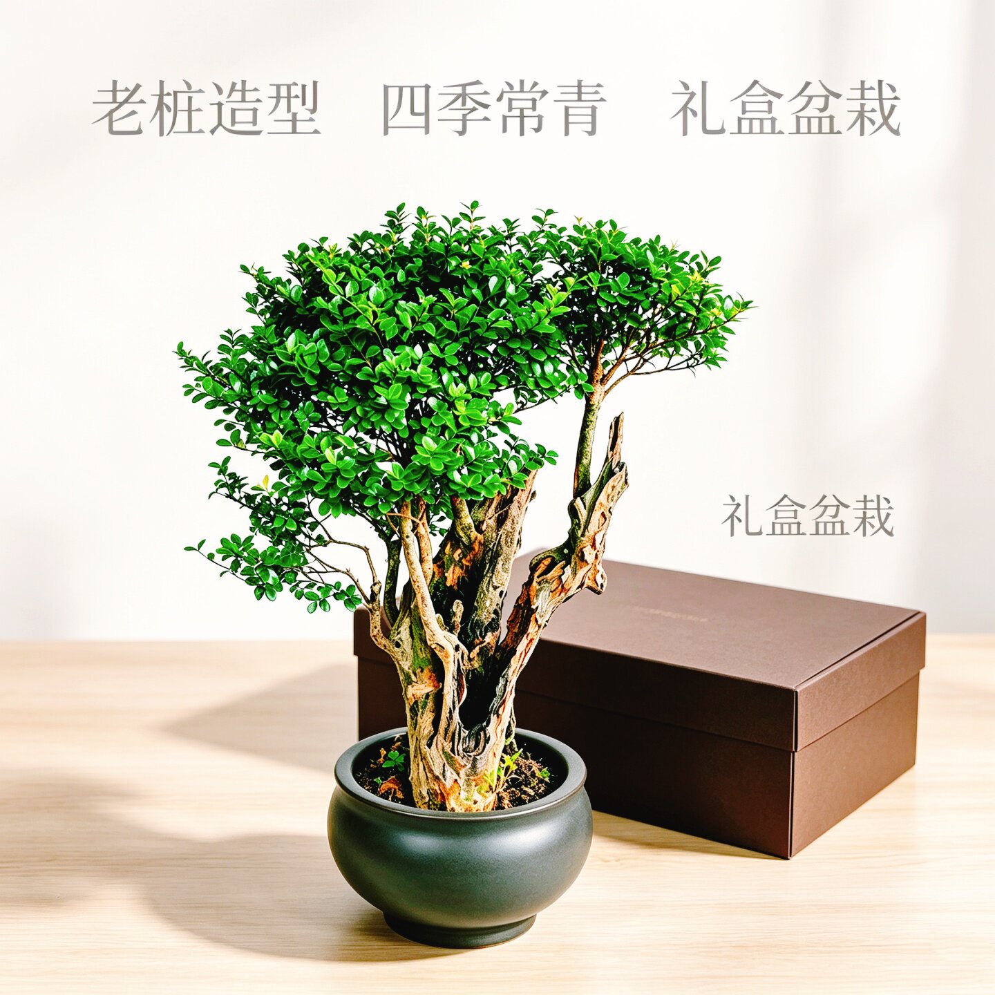 赤楠老桩盆景小叶红芽一物一拍图片