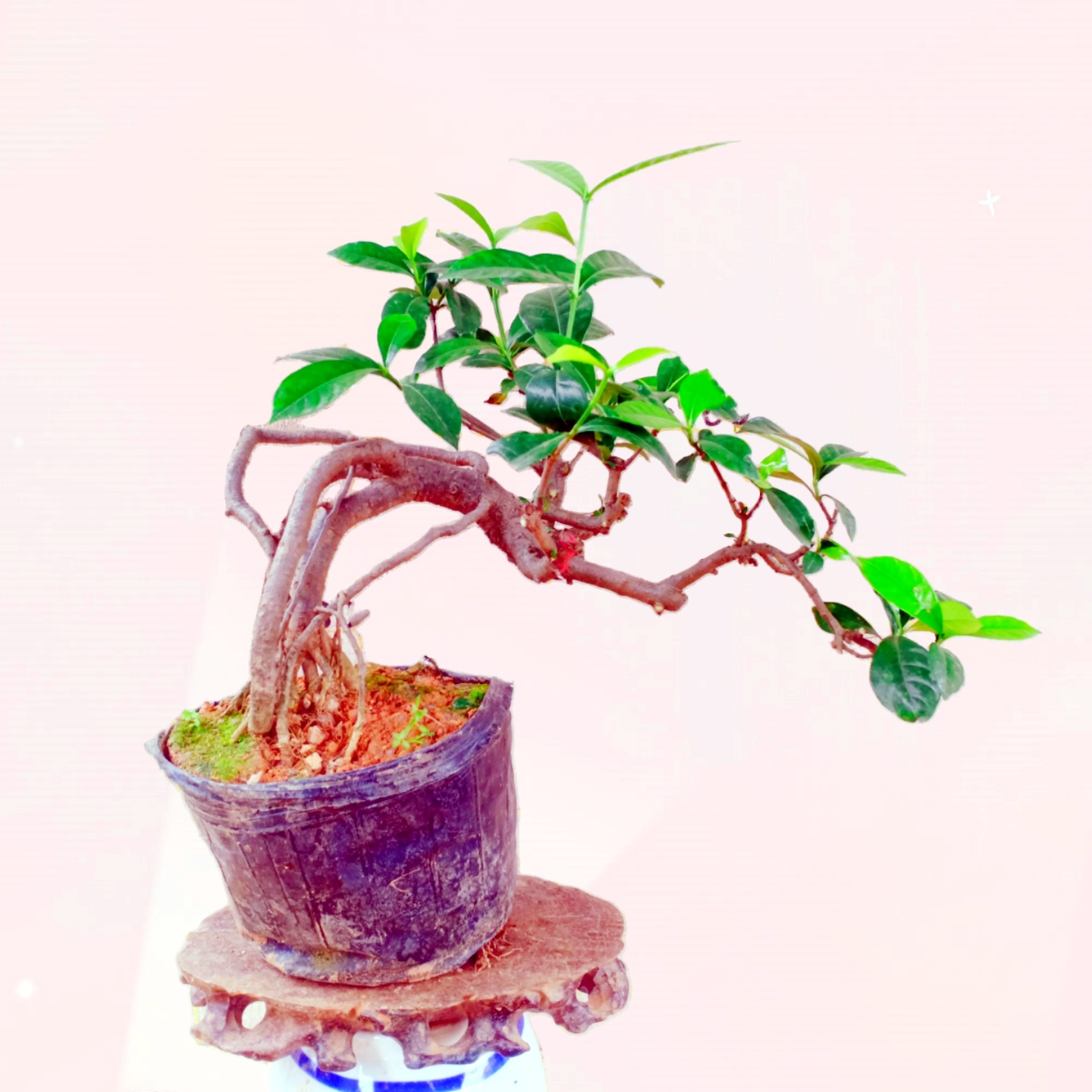 四季开小叶栀子花盆栽景一物一拍植名贵提根矮霸临涯山老桩水横枝