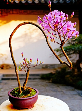 紫色园艺花卉映山红老桩造型一物一拍精品矮霸栽植杜鹃花盆景树苗