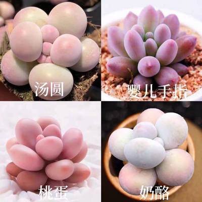 汤圆珍珠多肉植物好养易活婴儿手指奶酪桃蛋迷你超萌肉肉组合植物