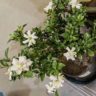 寿星 栀子花 重瓣花浓香 盆景盆栽 好养多季开花浓香