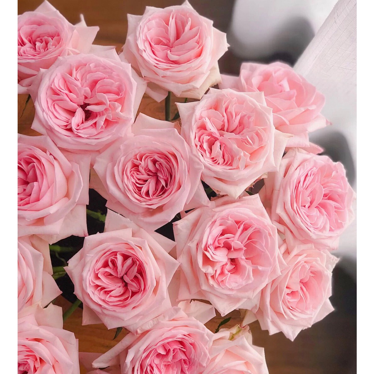 白荔枝/粉荔枝灌木切花月季