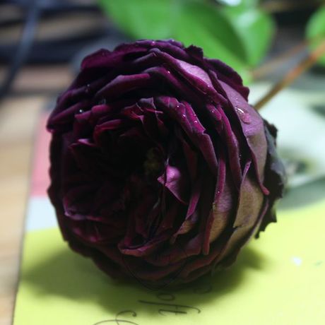 皇宫 灌木月季 长势快抗病 包子花型 多季开花玫瑰花园露台植物