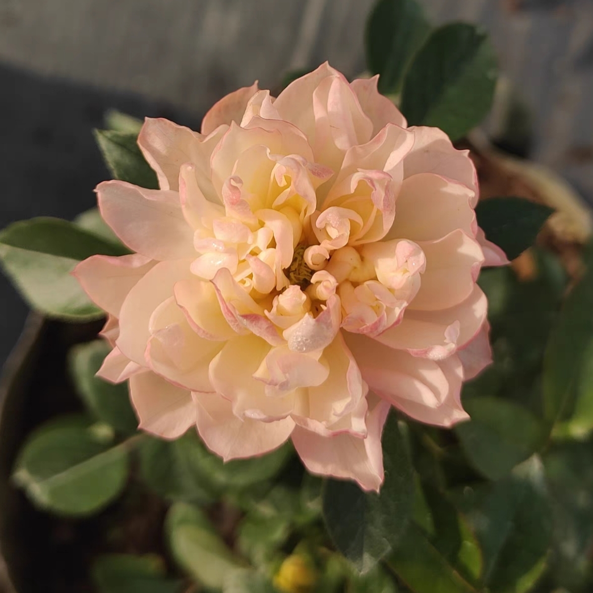 冰淇淋果汁灌木月季果汁芽变