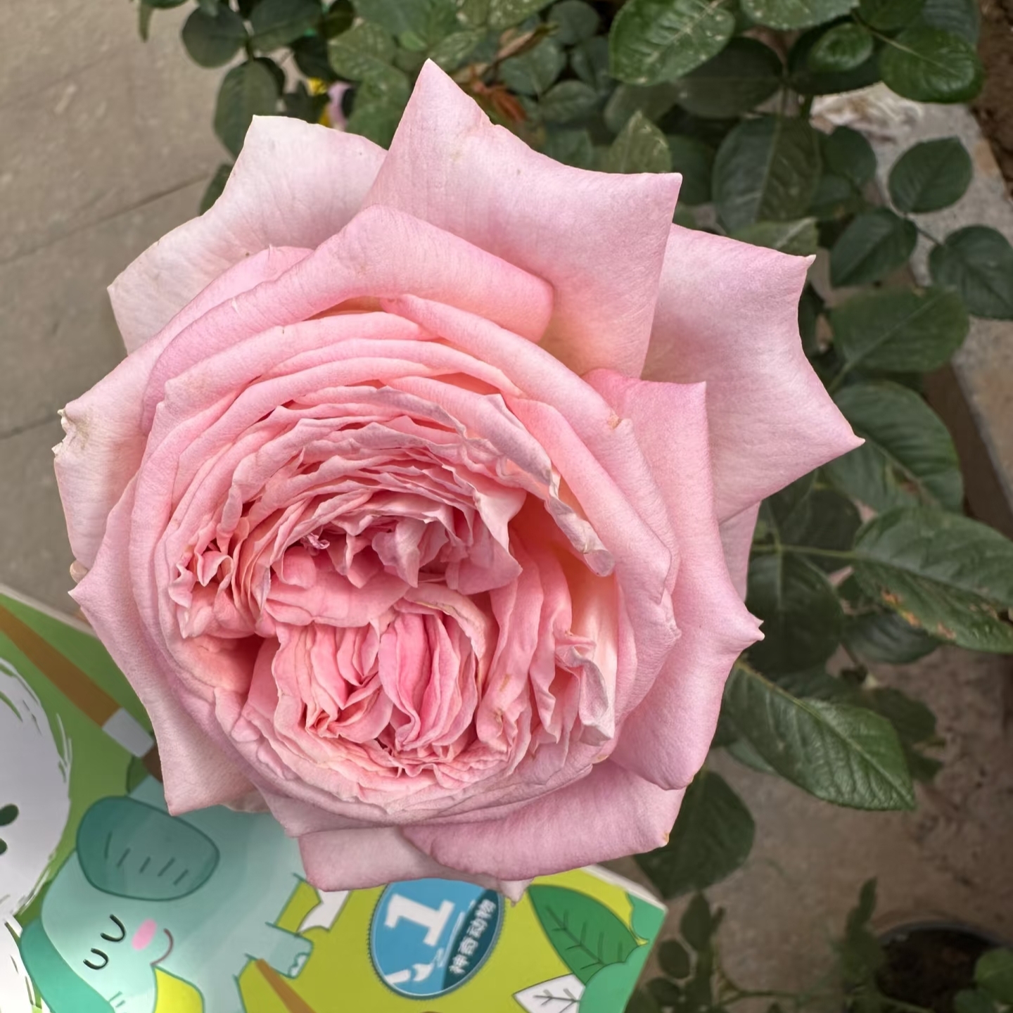 天赐恩宠灌木月季花巨大