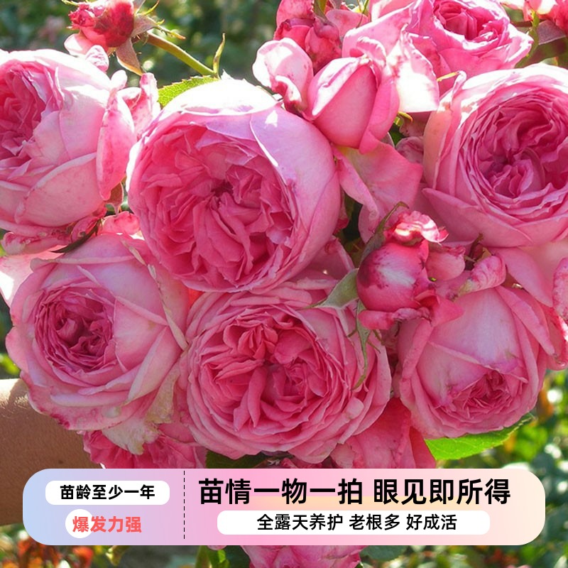 莫利纳尔法国灌木月季浓香大花