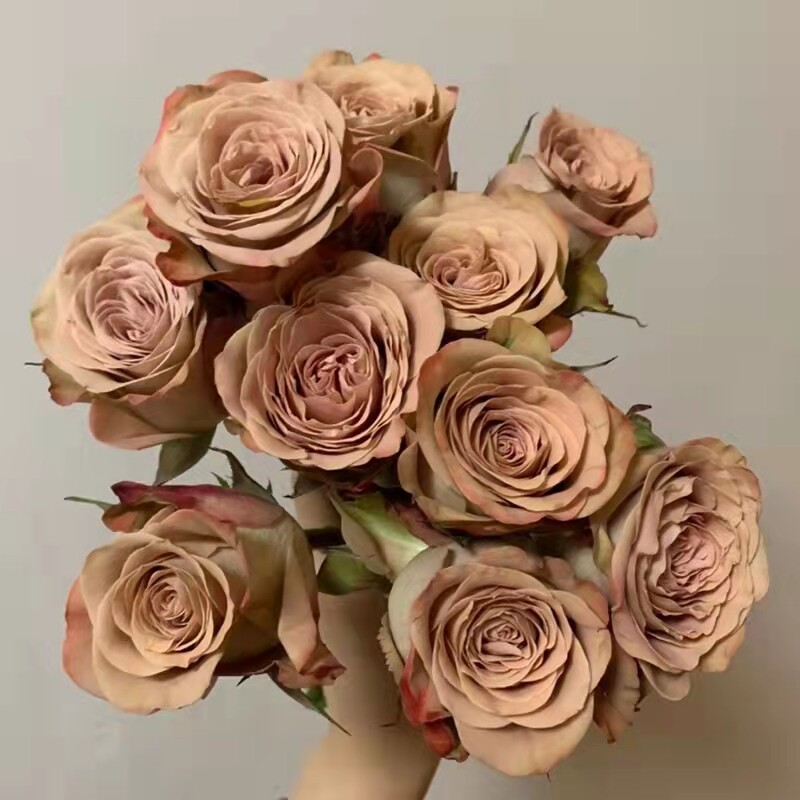 卡布奇诺灌木月季花瓣厚实