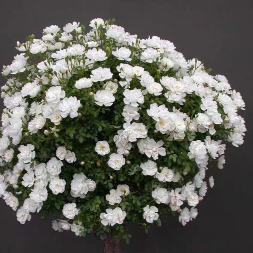 雪姬超级微型月季新品