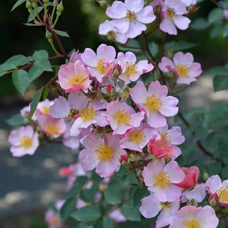 糖果罐 灌木月季 花色渐变 花量大分枝多 抗病适合阳台盆栽