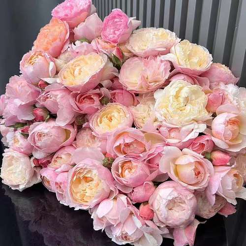 盈盈粉小灌木月季粉色橙黄色