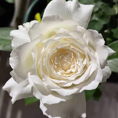 灌木月季 多季 浓香 长势快 保罗三世 复花快 花瓣多 花量大 开花