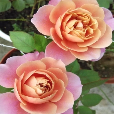 遥远的鼓声美国灌木月季