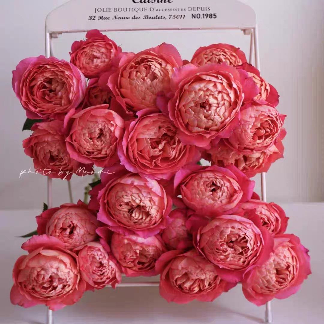 果汁美人小灌木月季包子花型