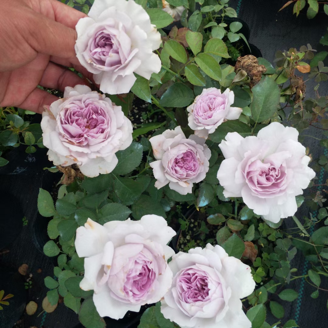 俪拉灌木月季浓香分支好新品