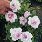 花园庭院多季 俪拉 网红爆款 浓香分枝好 开花玫瑰 灌木月季