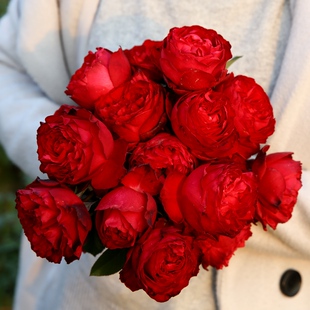 茶花女 法国灌木月季 长势强 抗病 正红 多季开花阳台花园盆栽