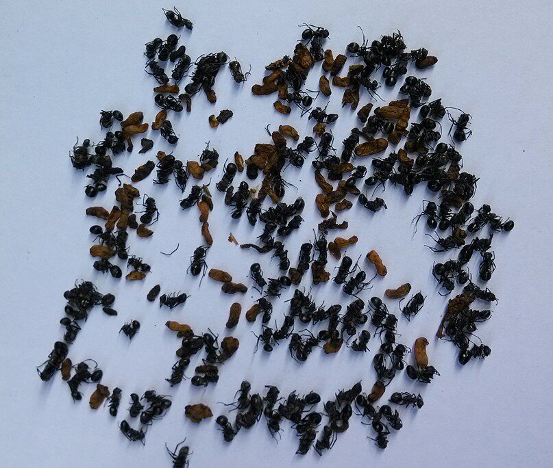 正品纯手工山蚁干野黑蚂蚁干 正