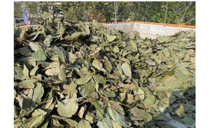 中药材柿叶别名柿子叶 有柿蒂、侧柏叶、香椿果、四季青