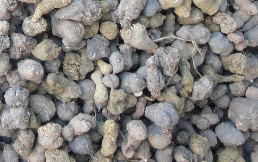 精品中药材夏天无 一粒金丹 野延胡 伏地延胡索 落水珠 干品500克