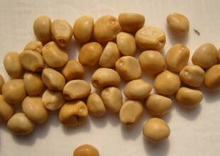 纯正野中药材拐子豆 跌打豆 铁打豆 贼老豆 年内新货 泡酒良药