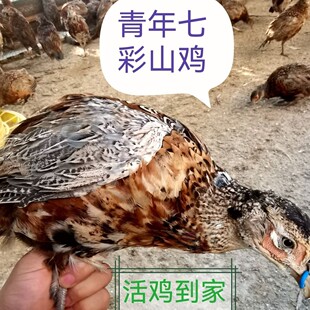 七彩鸟美国七彩山鸡青年山鸡半大鸡雉鸡宠物七彩鸡七彩鸟包邮包活