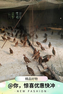 山鸡七彩山鸡半大美国七彩山鸡七彩鸟活体青年山鸡包邮包活到家