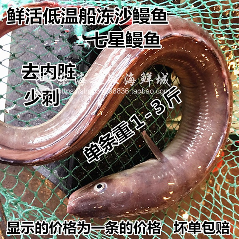 新货东海七星鳗鱼鲜活冷冻沙鳗鱼开肚油鳗整条海鲜水产品2斤3重