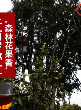 千岁红大古树野生滇红茶头采】2025大臻云南真正森林果香原始珍稀