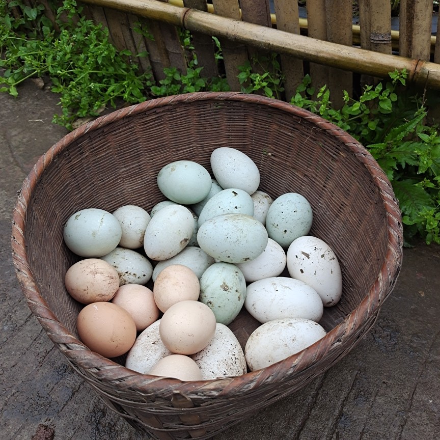 重庆发货农家土鸭蛋鸭吃谷子包谷