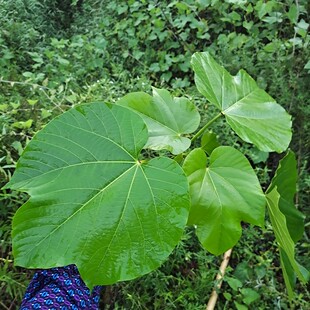 新鲜桐子叶油桐树叶50张包邮重庆包桐子叶粑粑麦子粑包谷粑玉米粑