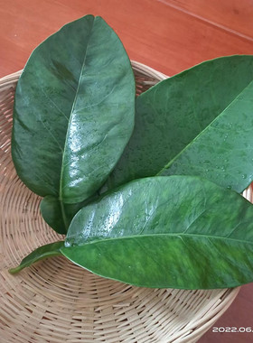 新鲜柚子叶包粑粑垫叶大叶片老树柚子树刺野柚碌柚叶煮水洗澡打扫
