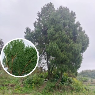 新鲜柏树枝圣诞节装饰专用柏树枝烟熏腊肉香肠现摘侧柏叶泡酒洗头