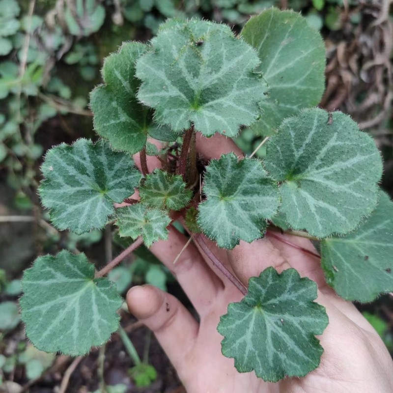 中药虎耳草功效与图片图片