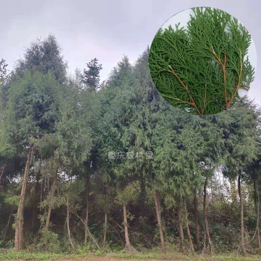 重庆四川新鲜柏树枝烟熏肉柏丫熏腊肉香肠材料现摘侧柏叶洗发泡酒