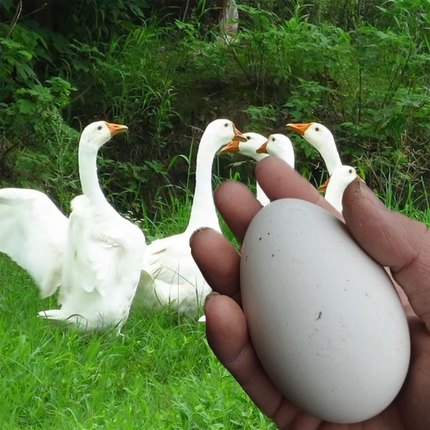 土鹅蛋农家散养新鲜 6枚现捡孕妇吃的蛋重庆四川高山老鹅蛋初生蛋