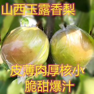 山西玉露香梨孕妇新鲜水果甜皮薄核小无渣多汁丹霞红香酥脆梨子