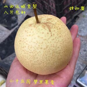 山西运城特产脆甜多汁酥贡好吃梨子自无化肥农药薄皮产地新鲜包邮