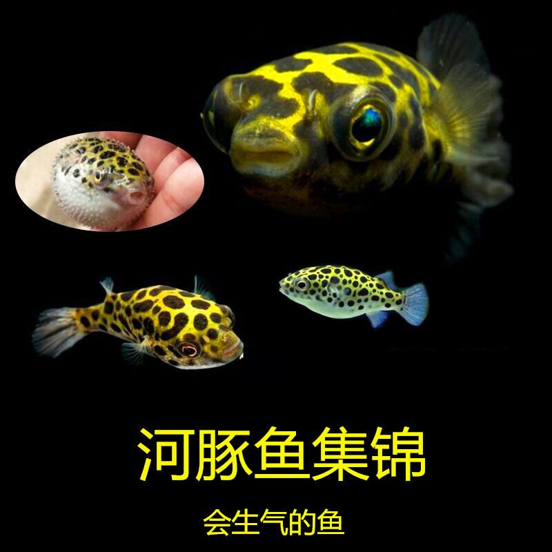 潜水艇会生气的鱼凶猛气泡鱼活体巧克力娃娃河豚鱼吃螺观赏鱼包邮