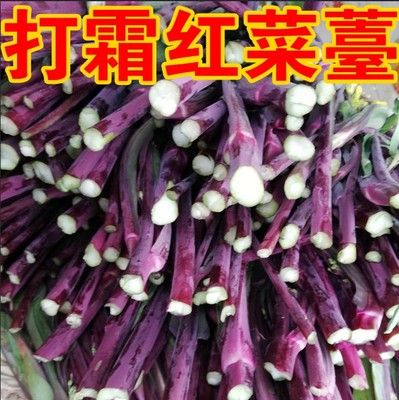 新鲜红菜台菜薹农家青菜打霜