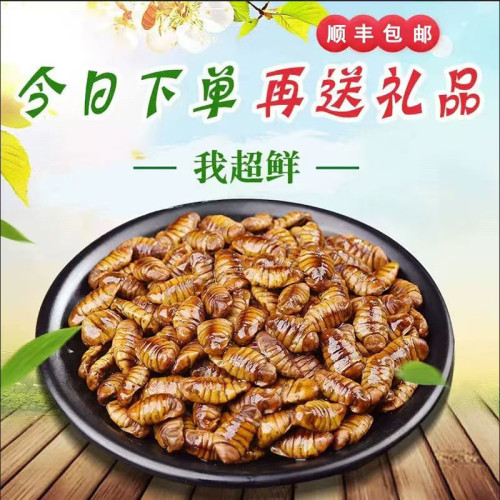 新鲜桑蚕蛹小茧蛹扁蚕蛹黄金蛹