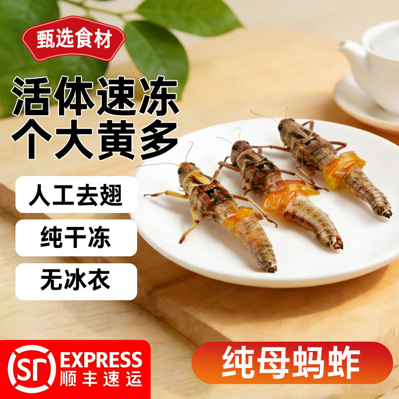 当季新鲜活体速冻 纯母蚂蚱 东亚飞蝗虫 去翅膀 带籽 蚱蜢 土蚂蚱