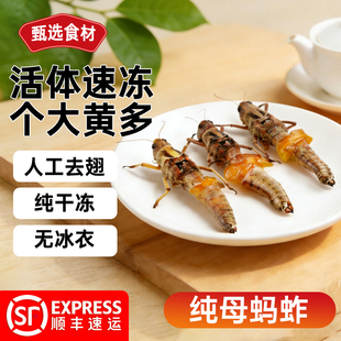 当季新鲜活体速冻 纯母蚂蚱 东亚飞蝗虫 去翅膀 带籽 蚱蜢 土蚂蚱