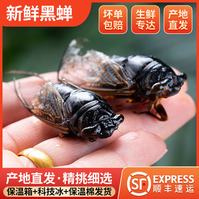 2025新鲜速冻金蝉黑蝉蜕皮黑知了