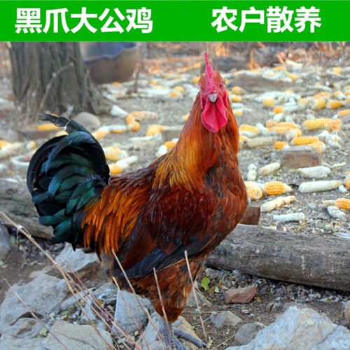 农户散养1-2年公鸡土鸡笨鸡走地鸡草鸡月子鸡童子鸡新鲜活体现杀