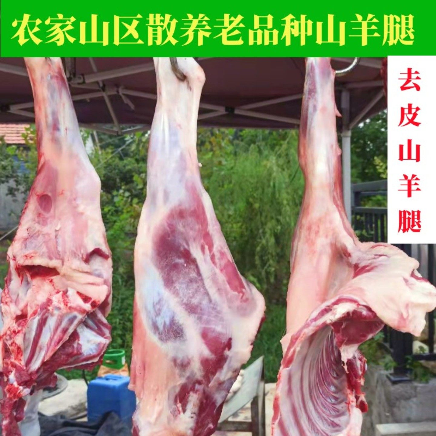 山东五莲山区农家放养山羊新鲜现杀去皮羊前腿带肋排半只羊整只羊