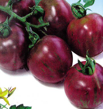 紫玉番茄种子 彩色樱桃小番茄种子西红柿种子紫色番茄种子 小番茄种子 番茄种子 在线商城 多又奇种子网