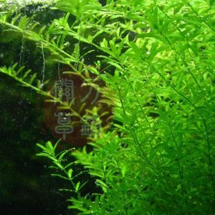 日本高珍珠草 1支 关刀草铺自家养水中叶水下水草水族造景中景草
